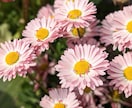 商用・商品化に使える花の写真素材を撮影します 色んな花を指定でき、幅広い用途で使えます イメージ4