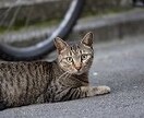 緊張しやすい方やHSP繊細さん専用★お悩み占います 猫のタロットで優しく+アゲサゲ無しで鑑定し丁寧にお伝えします イメージ9