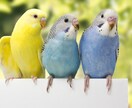 大切なペットちゃんの心の奥、気持ちを霊視鑑定します ペットの気持ち/ペットを亡くした/ペットロス/ペットは家族 イメージ7