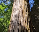 奇跡を願うお助け！徳島県の神社に代理参拝いたします 【代理参拝】あなたの代わりに、一生懸命に参拝いたします！ イメージ2