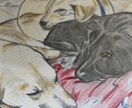手描きで優しいペット似顔絵をお描きします 写真をもとに、やさしい雰囲気の似顔絵を描きます イメージ3
