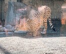 思い出の写真ます 可愛い動物の写真です！見て癒されて！ イメージ1