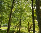 あなたを植物に例えると？ 霊視鑑定いたします あなたの隠れた才能と性質を知りたい方におすすめです❀ イメージ1