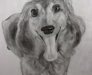 鉛筆でお犬さんを描きます お犬さんの思い出の写真を鉛筆画にいたします。 イメージ4