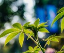 カード一枚引き！YESかNOで答えます お悩み、友達感覚でお聞かせください！ イメージ4