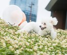 犬【SNS掲載なし】わんちゃんのお写真撮影します 何気ない毎日を、かけがえのないキヲクに。 イメージ3