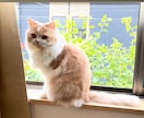 あなたの生きづらさにそっと寄り添います ••✦☪︎✦••魂のリラクゼーション••✦☪︎✦•• イメージ2