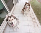 大型犬と猫の飼い主。飼い方やお手入れ相談乗ります アラスカンマラミュートのしおむすび♡愛犬愛猫のお悩み相談室 イメージ6