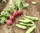 身体の症状に合ったお野菜教えます 野菜ソムリエプロが貴方の健康をちょっと手助け♪ イメージ6