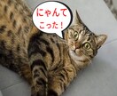 あなたが体験したあり得ない話聴きます 誰かに話したい「にゃんてこった！」な出来事、お聴きします イメージ1