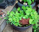 水草、メダカの育て方教えます 水草歴10年フリマアプリ販売数　年1万本 イメージ8