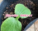 お子さんの発達の不安相談に乗ります 発達凸凹娘を子育て中の保育士かぁちゃんが悩みや愚痴を聞きます イメージ1