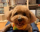 大切なご家族のお声をお届けいたします。ます 京都アニマルコミュニケーションの古都と申します イメージ4