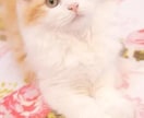 あなただけのために、LINE感覚で60分お話します 愚痴/お悩み/雑談/恋バナ等、1時間集中して即レス対応☆ イメージ8