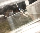 写真をイラストに書きかえます 写真であれば手描きでイラスト変更させていただきます！ イメージ1