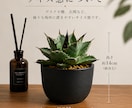 AIを活用してEC商品画像を制作しますます 楽天・Amazon・BASE等対応 イメージ4
