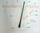 髪を習慣だけで全力で蘇らせます 髪は大切な体の一部です。髪の悩みを解消し充実した人生へ！ イメージ4