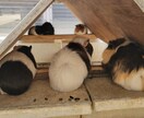 自然の風景と、たまに動物が紛れます 自然の癒し、掛け替えのない風景大地の雄大感。出会う動物たち イメージ10