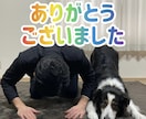 家庭犬の「しつけ」にお応えします 大切な事は「とにかく楽しく！」現役インストラクターが応えます イメージ6