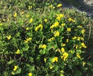 フラワーエッセンスセラピーのカウンセリング致します 可憐な野草の癒しを貴方に　悩み事ご相談下さい。 イメージ3