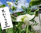 筆文字でロゴや題字を作成します 店名や本の題字、ロゴ、お酒・ワイン等のラベル文字も承ります。 イメージ4