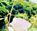 心身共に、健康な状態へ導くヒーリングを複数行います 腰痛解除/ストレス除去/六臓六腑の機能回復/体調不良のケア イメージ9