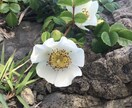 フラワーエッセンスセラピーのカウンセリング致します 可憐な野草の癒しを貴方に　悩み事ご相談下さい。 イメージ1