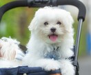ペット用品をワンちゃんと一緒に撮影します ペット撮影専門のカメラマンが商品を魅力的に撮影します イメージ3