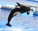 水族館のイメージ画像を提供します 先日開業した神戸須磨シーワールドでの撮影写真を提供致します。 イメージ1