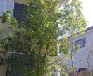 庭木の手入れについて、疑問や悩みを解決します 庭園の設計・施工・管理の業務を通じて、適切にアドバイスします イメージ9