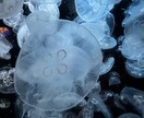 お友達感覚でも、彼女感覚でも…お話ききます きょうのご飯なんでしたか?(ˆ꜆ . ̫ . ) イメージ1