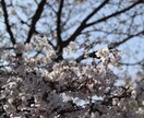 TEL ゆっくり聞きます 恥ずかしい、忘れられない、思い出す＞＜ イメージ1