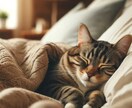 初回限定価格｜ペットを丁寧にヒーリングいたします 大切なペットに元気でいてほしい飼い主様のためのサービスです イメージ7