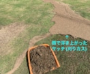 芝生のお悩み聞きます 野芝、コウライ芝、ティフトン、セントオーガスチンなどのご相談 イメージ7