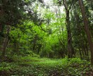 昔見た「妖精」について教えます 過去に一度だけですが妖精を見た事があります。 イメージ1