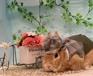 うさぎの癒し写真素材|商用OKます 癒し系うさぎの写真素材|リラックスする可愛い瞬間【商用OK】 イメージ3