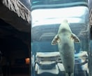 ７月迄お試し価格★北海道観光★１週間チャットします 広すぎる北海道をどうまわる？ドライブ狂いの北海道民が承ります イメージ3