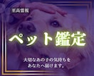 至高霊視｜ペットの本音をあなたにお伝えします あの子は今の生活に満足している？ペットの本音を霊視します イメージ1