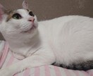 猫ちゃんのゴロゴロ生音をお聞かせします 猫ちゃん大好き、ゴロゴロ音をリアルライブで聴きたい方！ イメージ2