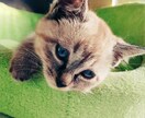 動物の写真を提供します 犬、猫などのペットから動物園にいるような大型の動物まで イメージ1