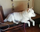 家庭犬トレーナーがお悩みに答えます しつけの仕方や困った癖を直したいなど、何でも相談ください イメージ2