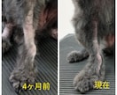 犬のアトピー改善に効果ありなドッグフード教えます 愛犬の皮膚トラブルでお悩みの飼い主さんをサポートします！ イメージ2