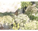 私に見える事はすべてお話します 癒し系 ❁﻿ スピリチュアル❁﻿ 見させて下さい ❁﻿ イメージ1