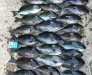実績あり！釣り針の結び方、趣味漁師が直伝します 漁師の世界は企業秘密。だからこそ価値がある。 イメージ4