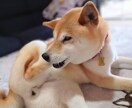 シニアわんこへの愛情も不安も一緒に考えます 介護もお別れも優しく寄り添い、そっと受けとめます イメージ4