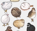 ペットの小鳥のイラスト描きます 愛鳥の似顔絵描きます！ふわふわの毛質にこだわりアリ！ イメージ6