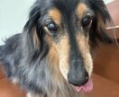 17歳老犬飼主・介護20年の主婦が相談に乗ります 介護、愛犬、献立の悩み。人生相談から愚痴聞きまで。 イメージ4