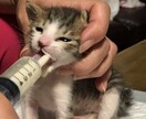 あなたのお悩み心を込めてお聴きします 心理カウンセラー、動物看護師 ２つの資格でサポートします イメージ5