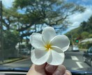 ハワイ旅行のちょっとした疑問にお答えします 不安やモヤモヤ、気軽に聞いてください◎ イメージ4