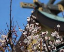 写真撮影行います あなたの代わりに写真撮影いたします！ イメージ2